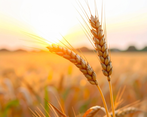 Ministerio de RTM USA Desafío del fin de año 